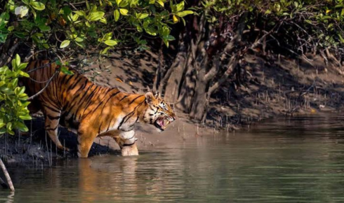 sundarban tour