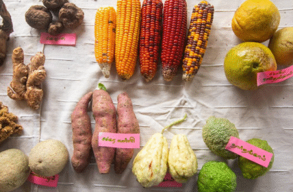 Nilgiris Earth Festival