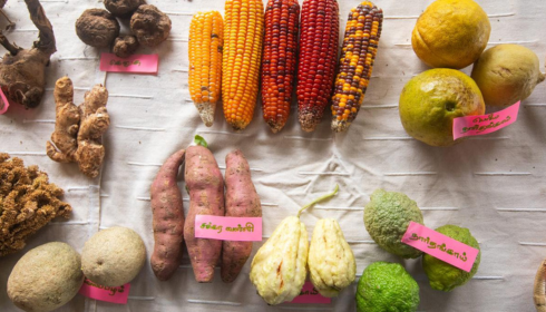 Nilgiris Earth Festival