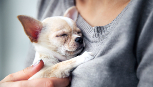 emotional support animal rules