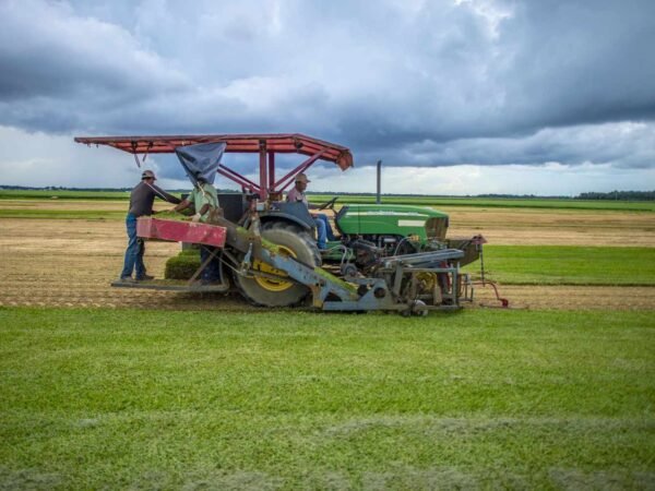 Sod Farm in Alexandria, VA: Why Non-Netted Sod Is a Smart Choice for Local Lawns